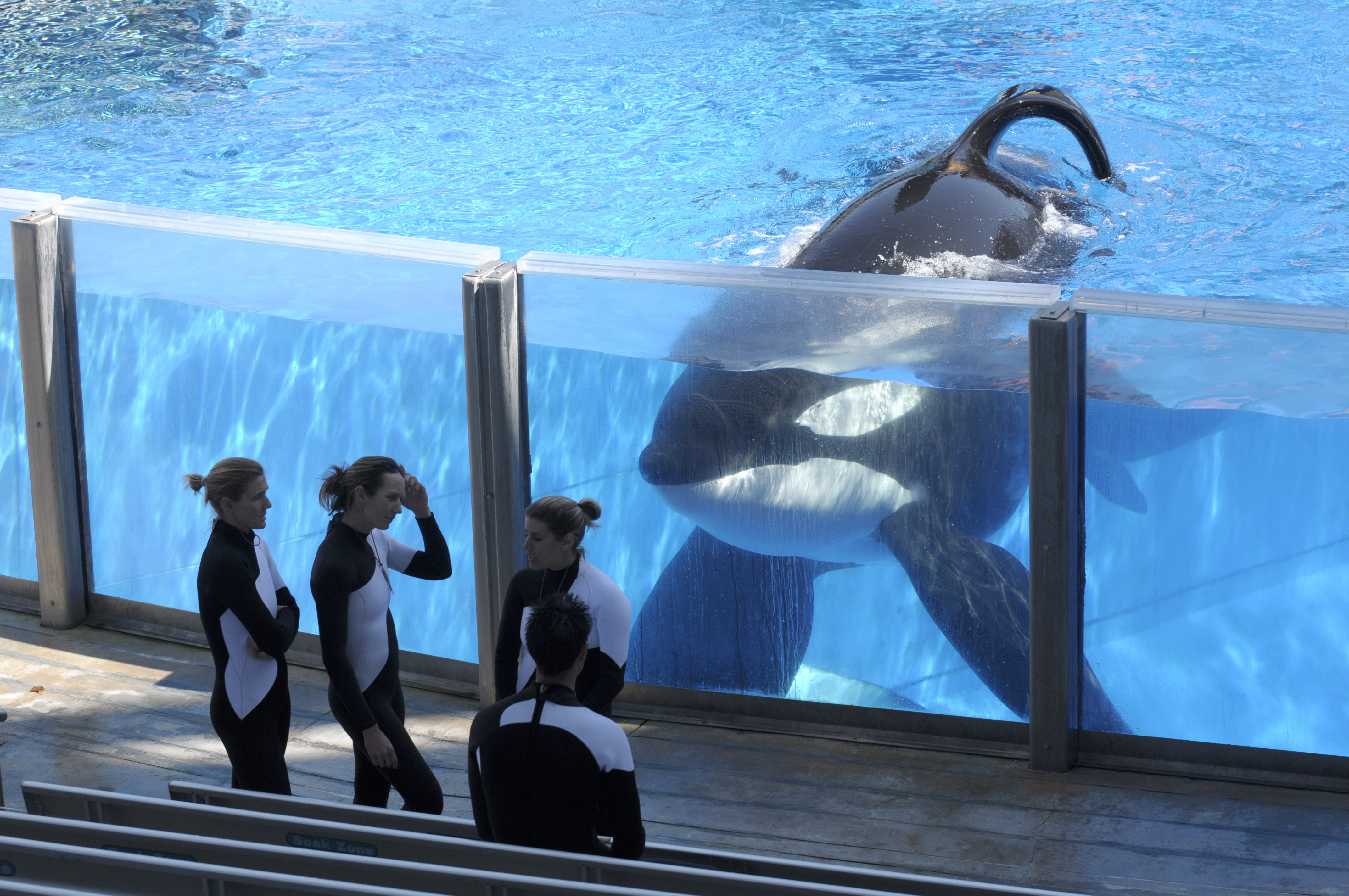 This is a picture of an orca with a collapsed dorsal fin.